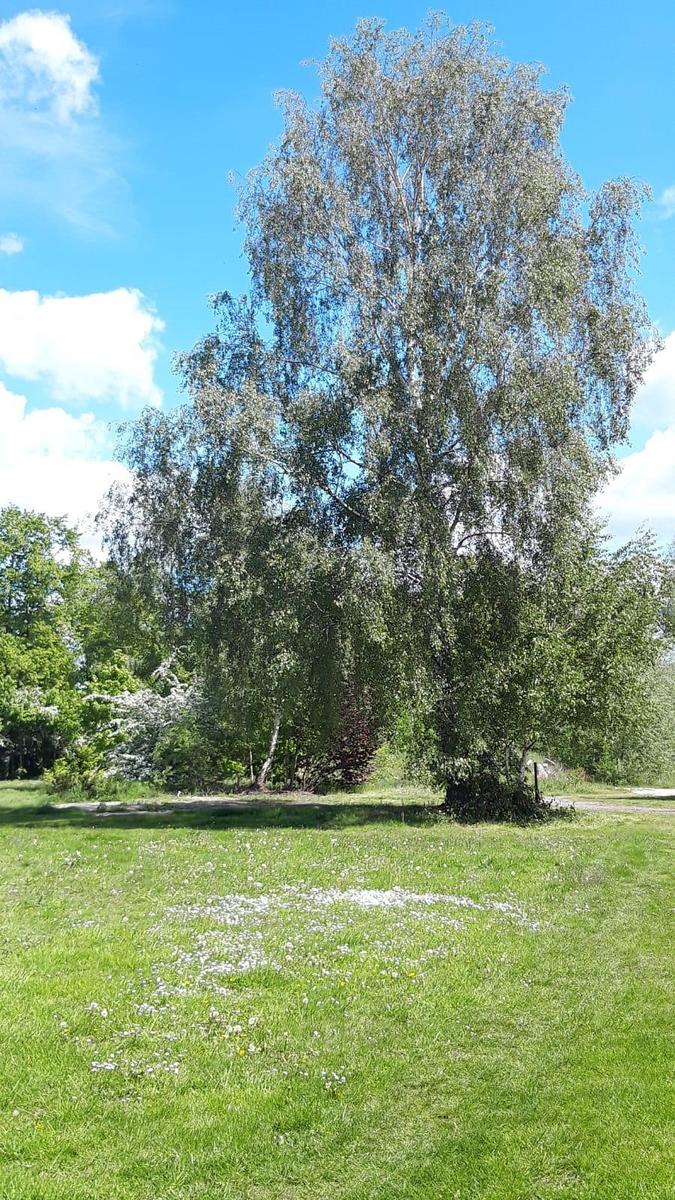 IMG-20190514-WA0011