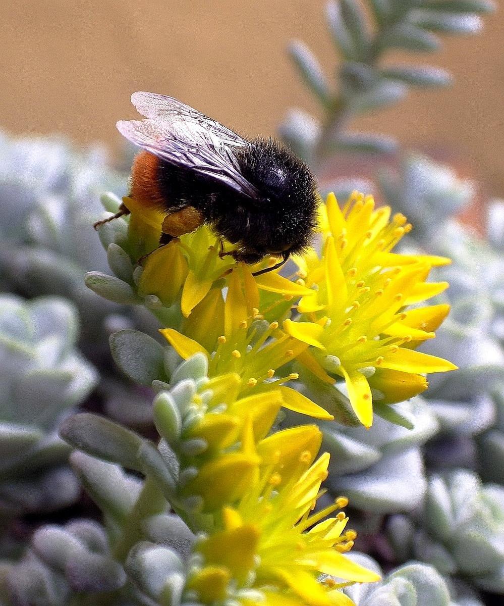 Hummel an Sedumblte