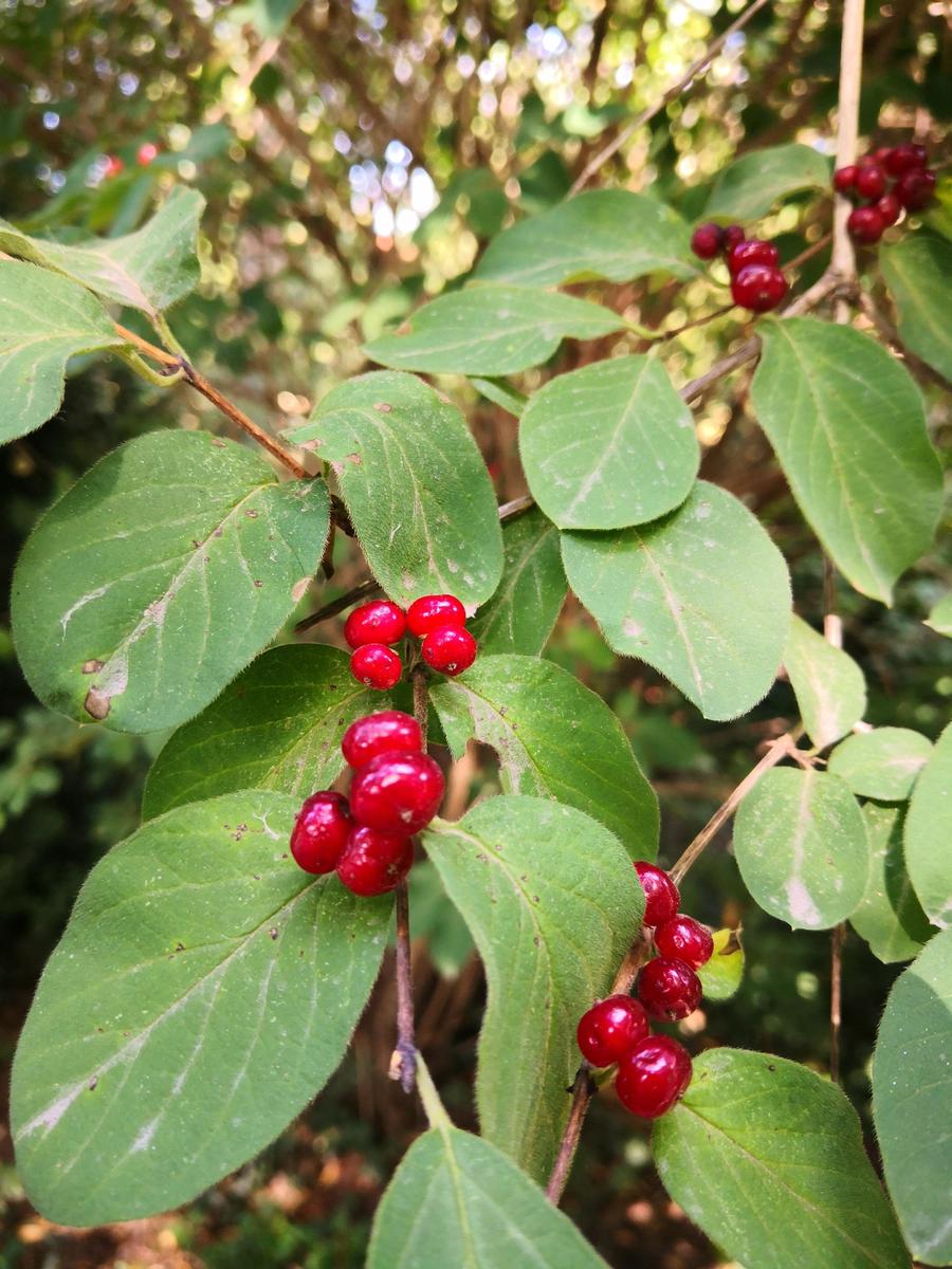 IMG 20200713 163642