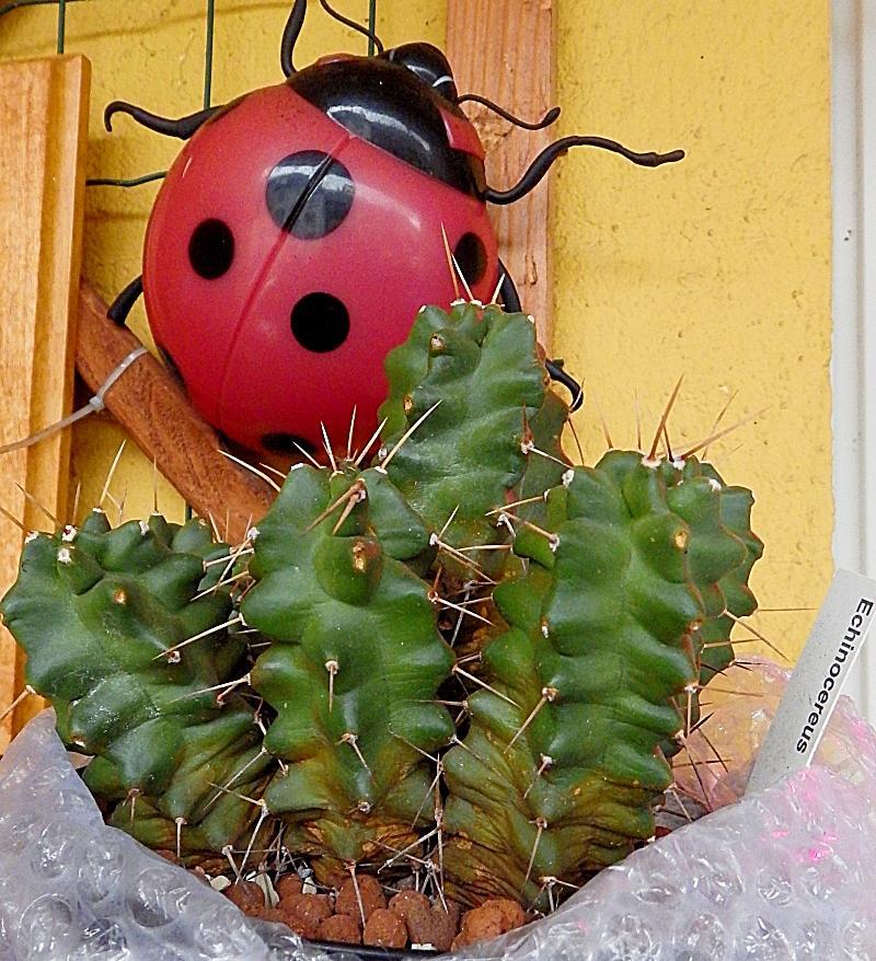 KK 7409 Imbricata