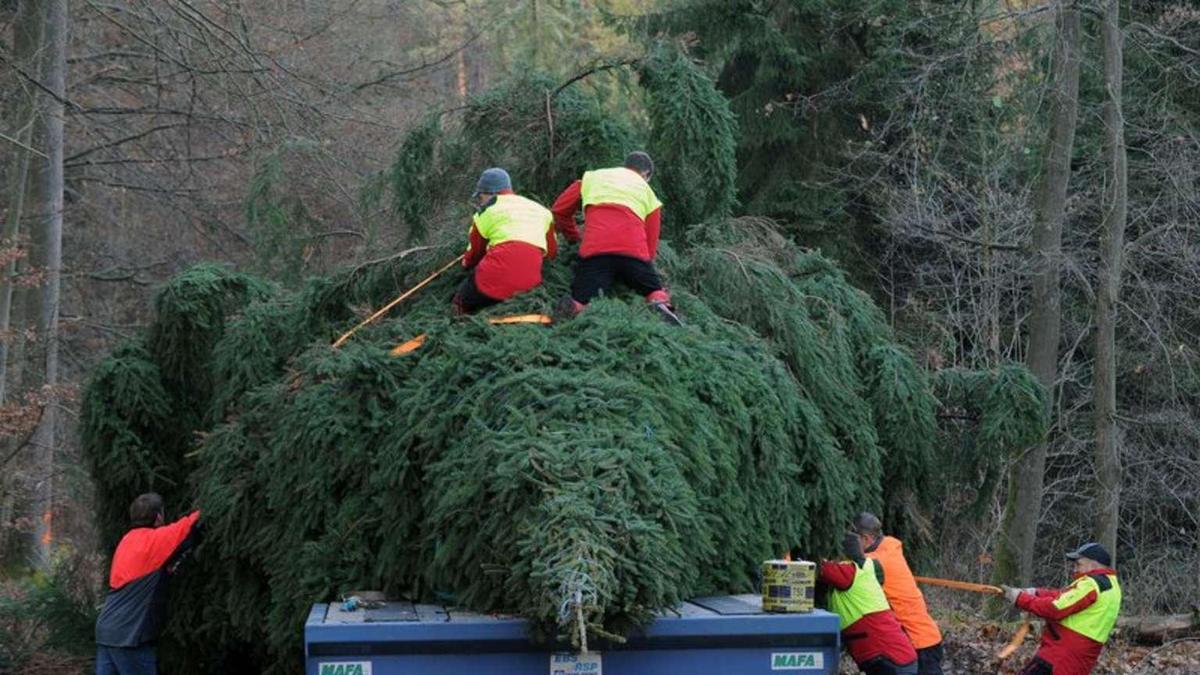 400147580-weihnachtsbaum-56b