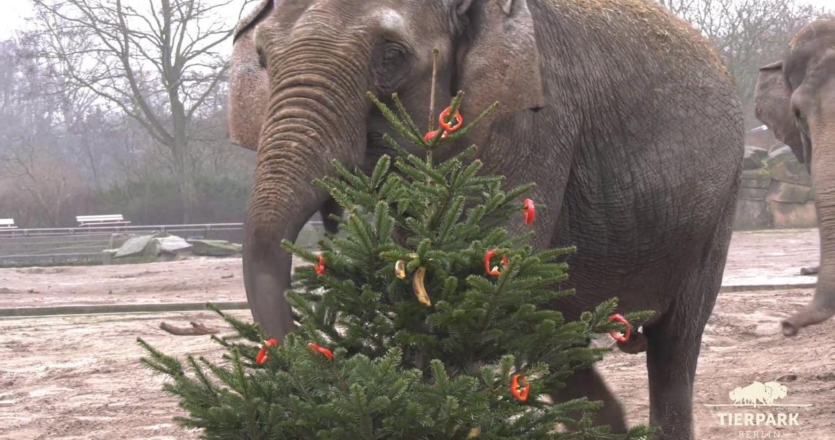 Elefant Berlin Zoo