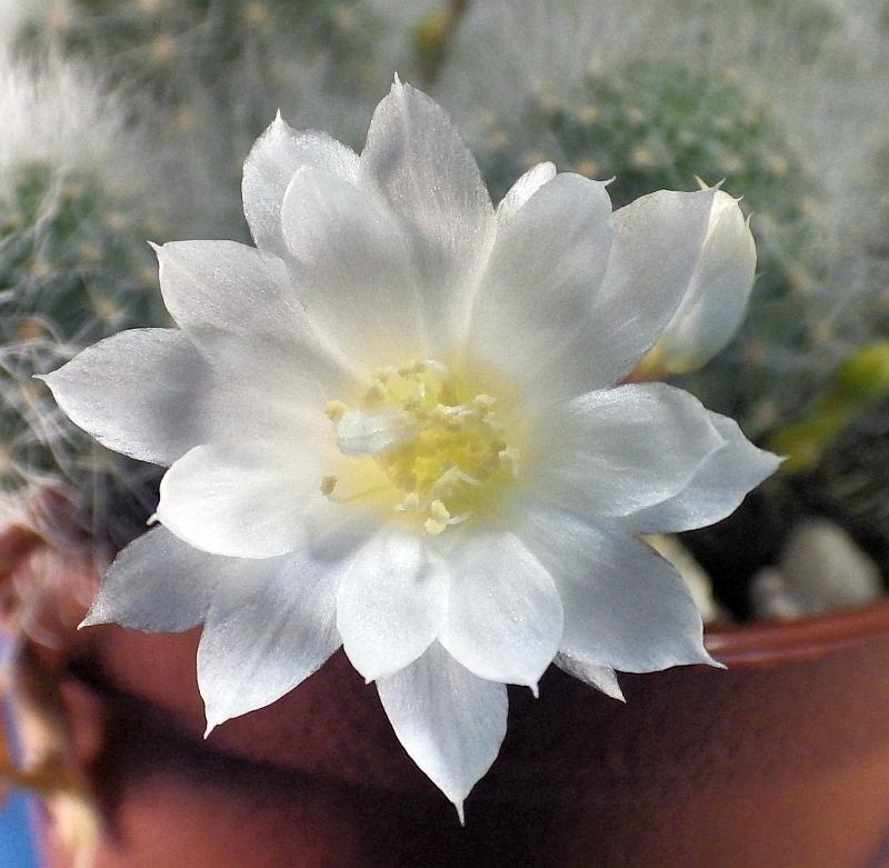 k KK 9840 Rebutia albiflora Mai19