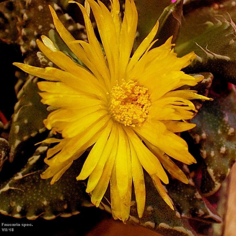  KK 8459 Faucaria spec. Bluete VII 2018