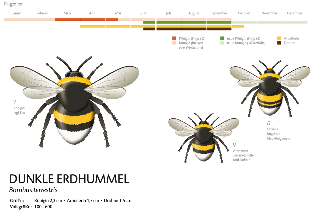 Erdhummel