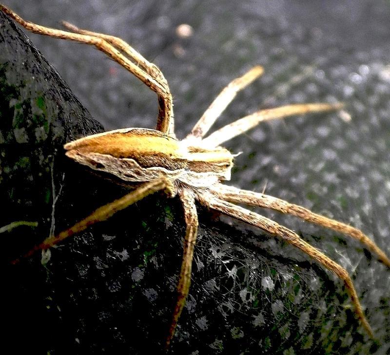 Listspinne 