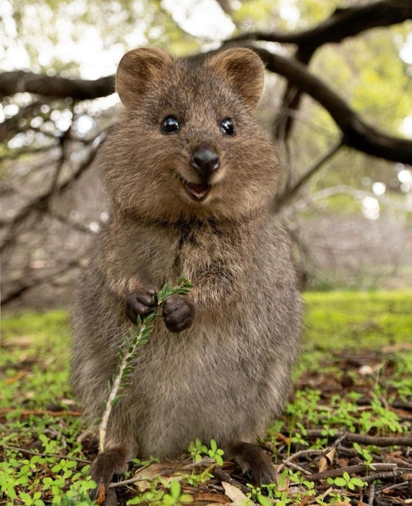 quokka wach - Copy