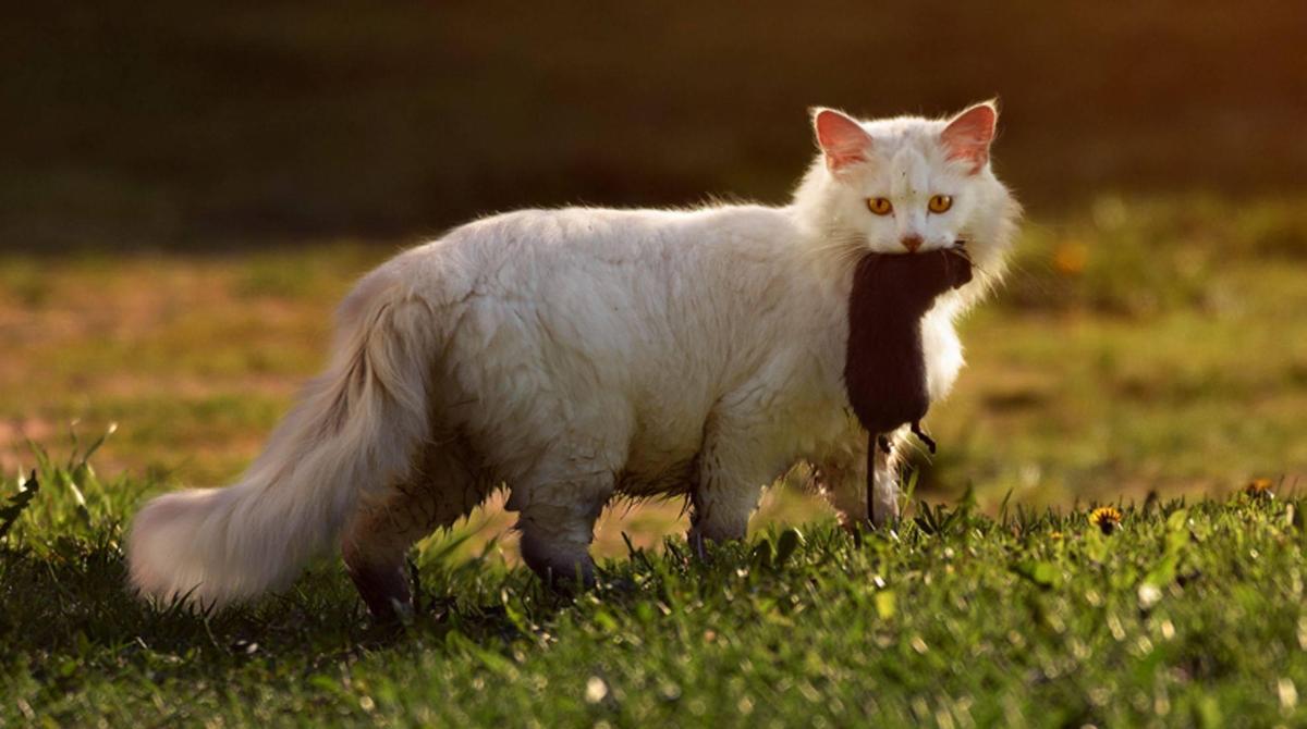 weisse-katze-mit-ratte-im-maul-Gallinago