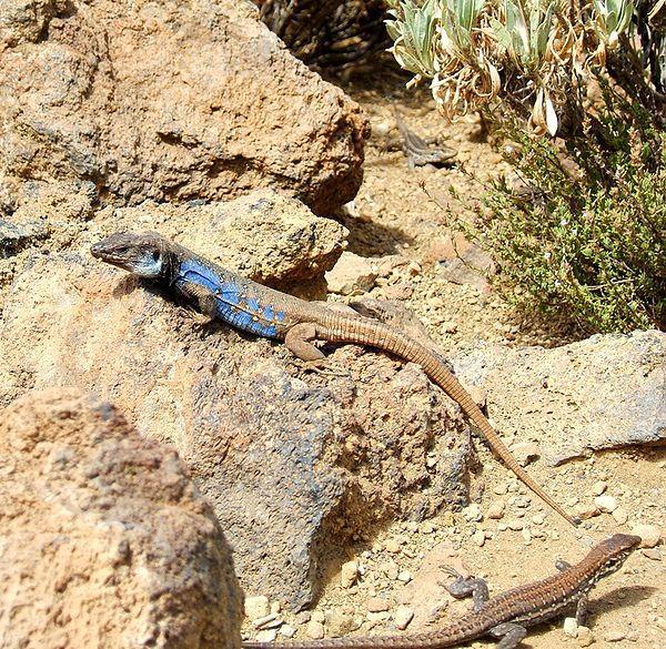 600px-Eidechsen Teide