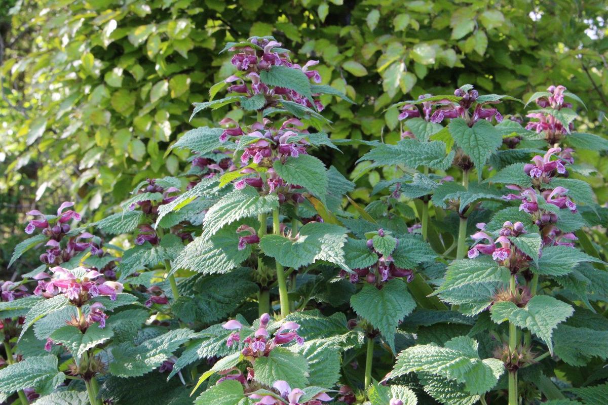 Lamium orvala 1