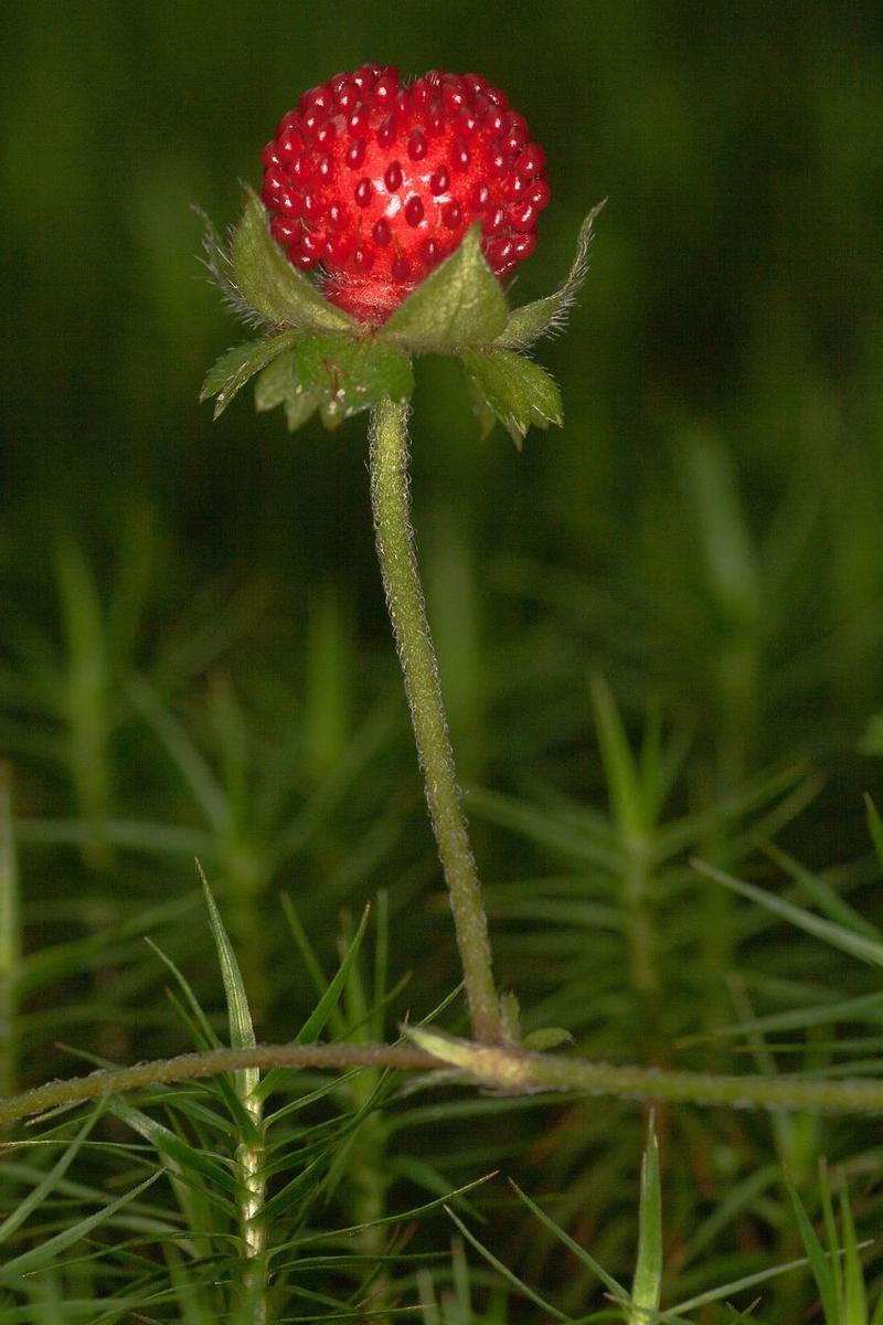wild-strawberry-g6718760a6 1280