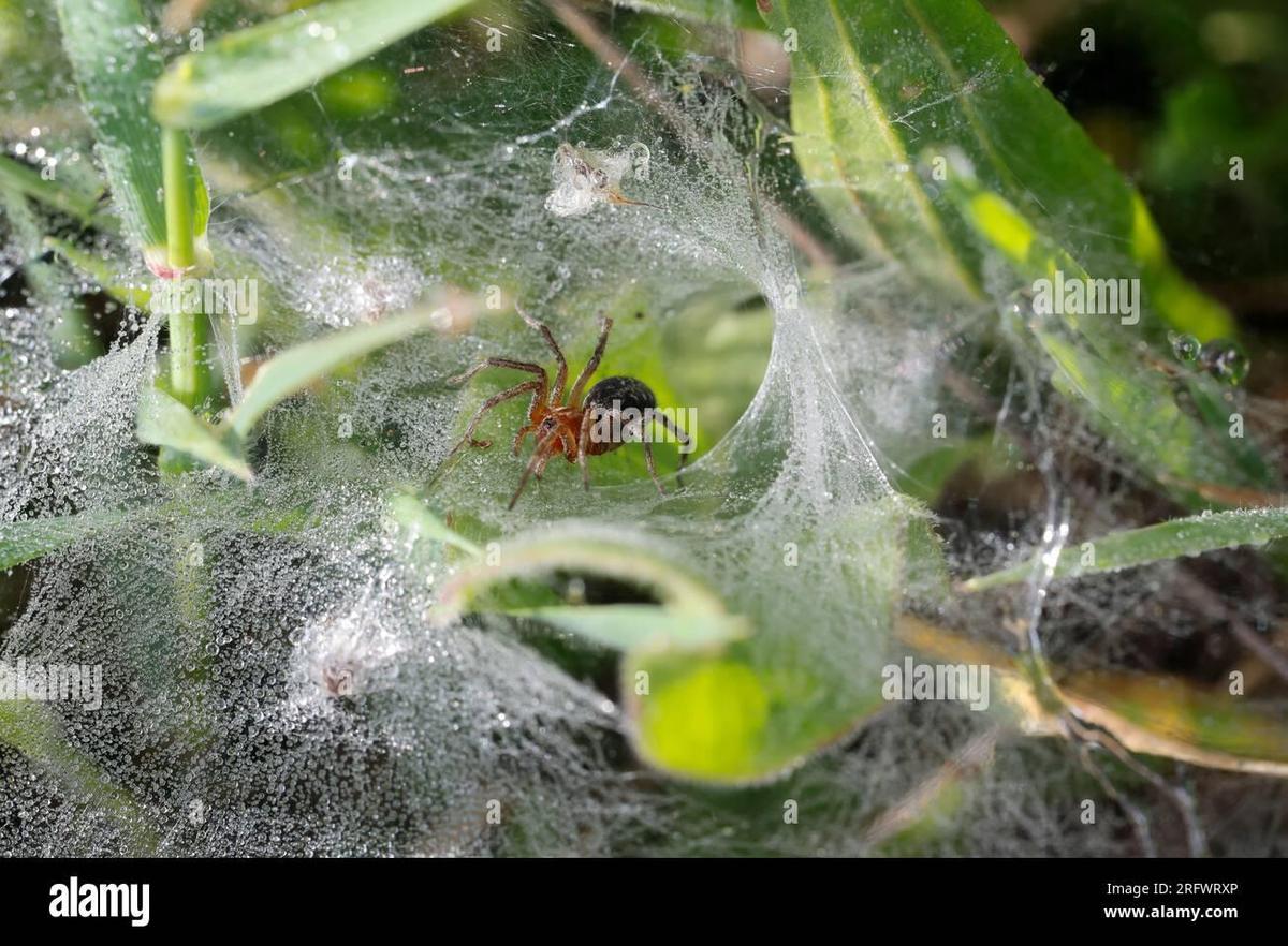 labyrinthspinne-labyrinth-spinne-jungtie