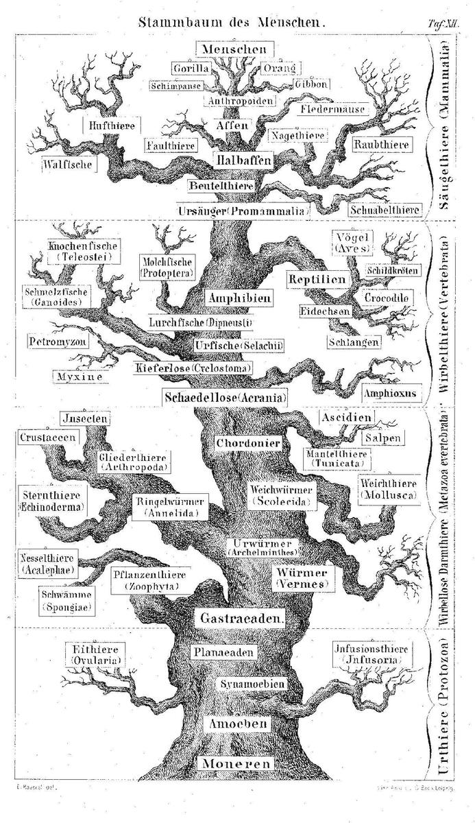 Pedigree of man 28Haeckel 187429