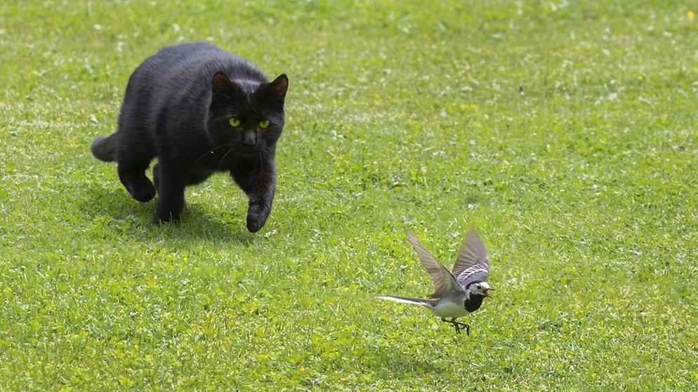 Katze Vogel bayrischer rund - Copy