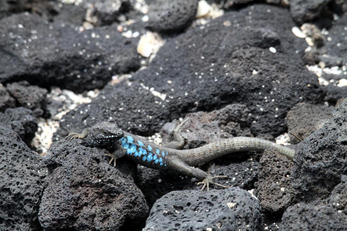 Gallotia atlantica on Lanzarote June 201