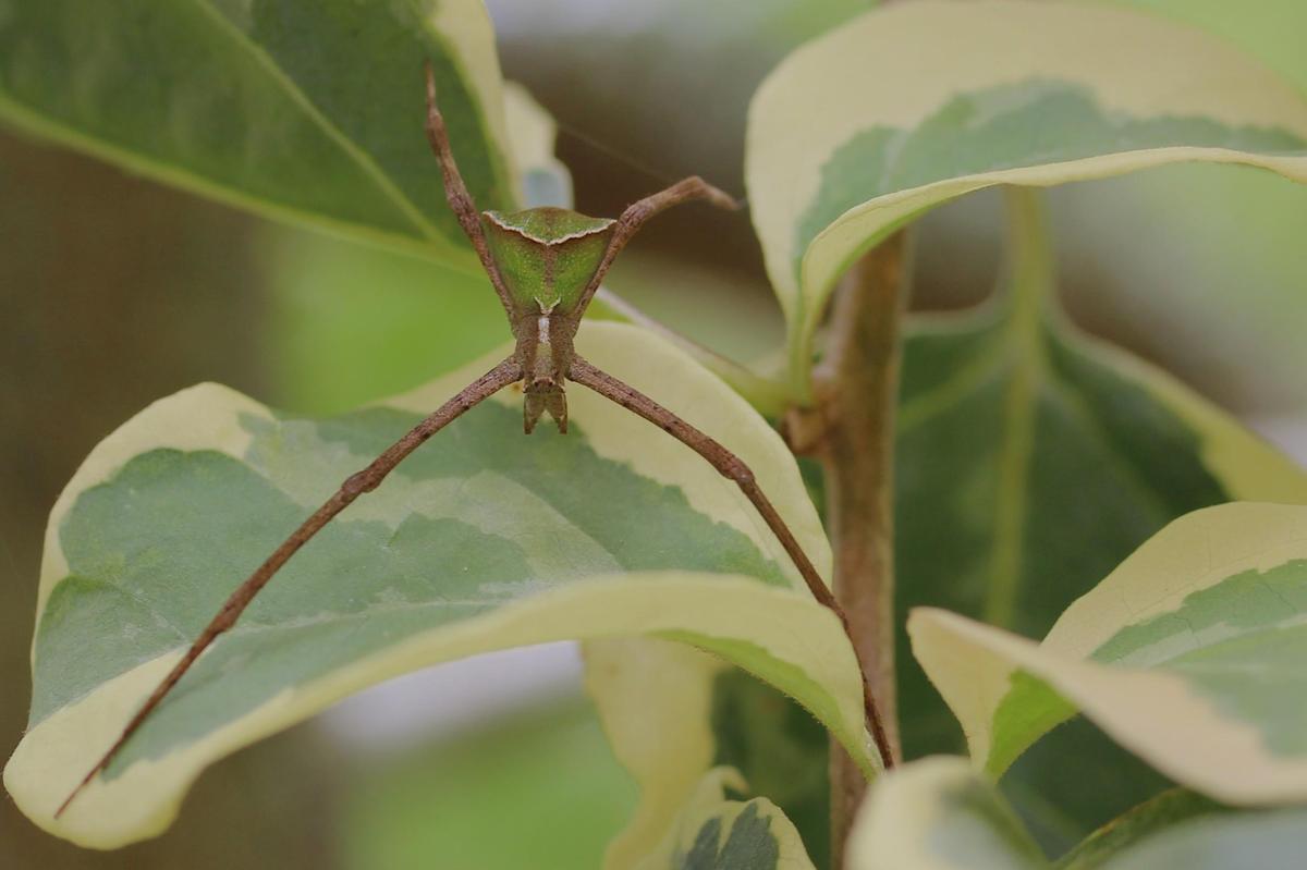Avella despiciens green abdomen