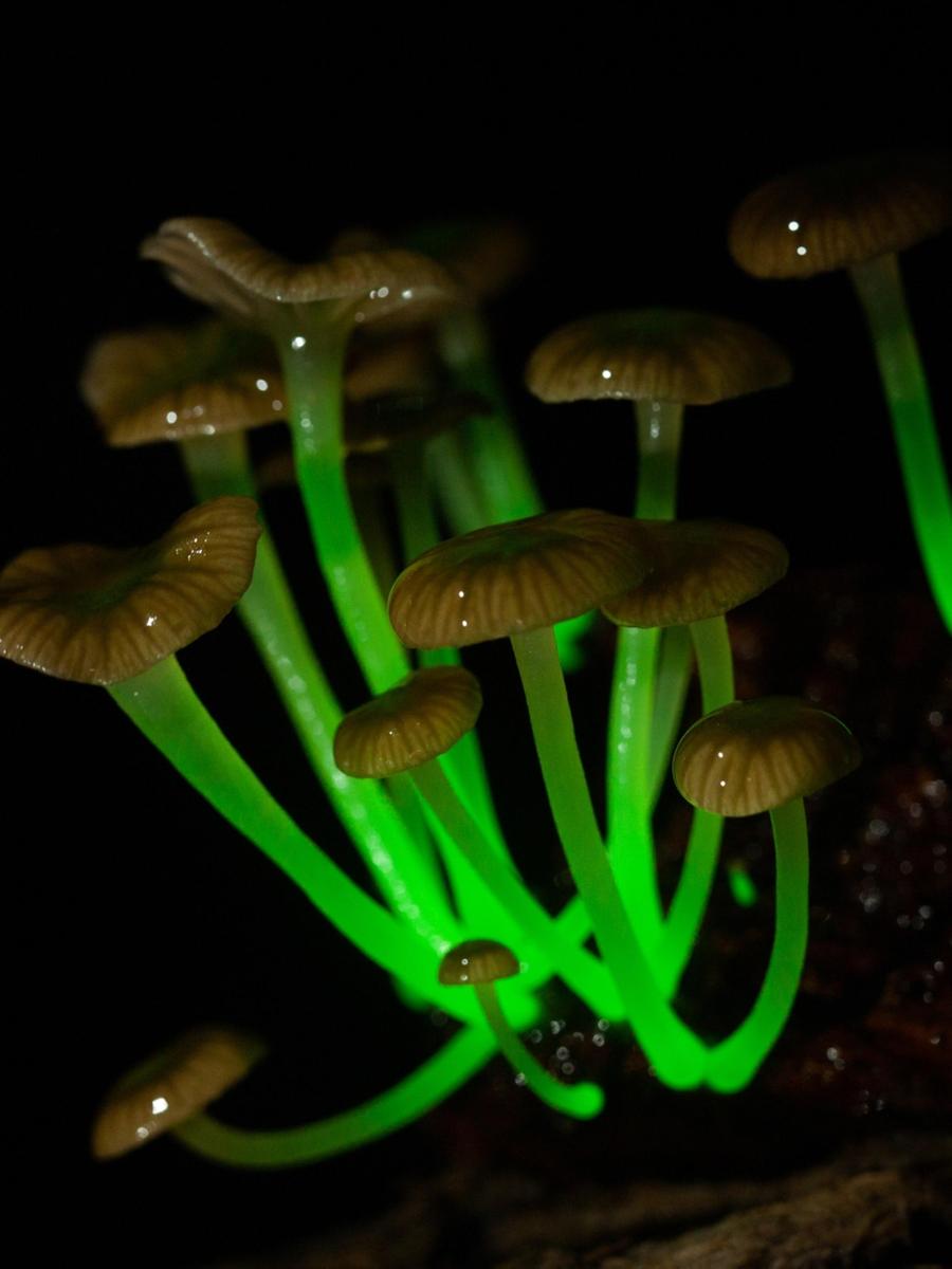 MYCENACEAE.Mycena lucentipes.HENRIQUEDOM