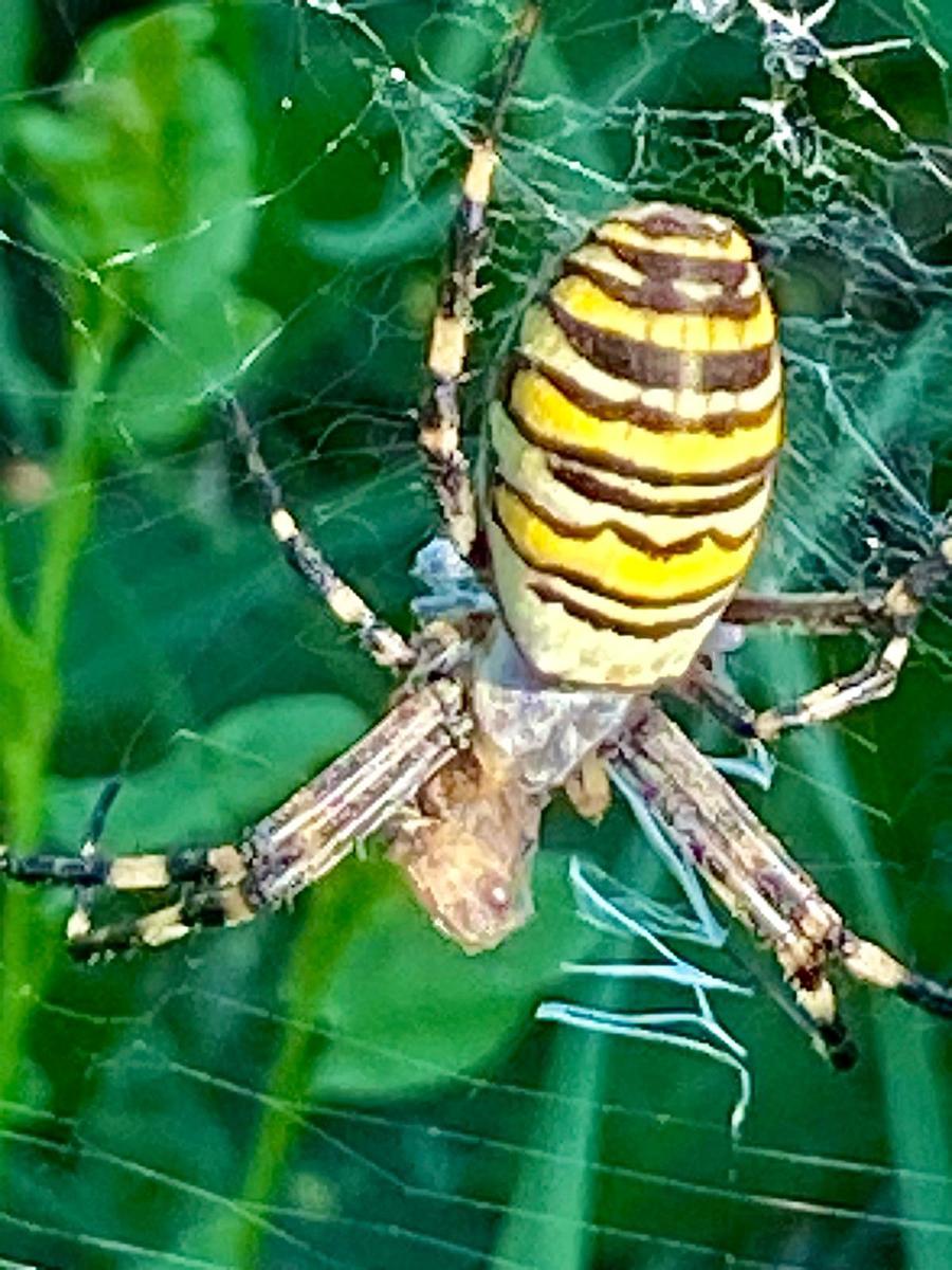 spinne7