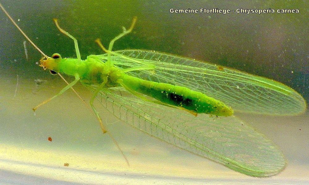 Gemeine Florfliege - Chrysoperia carnea 