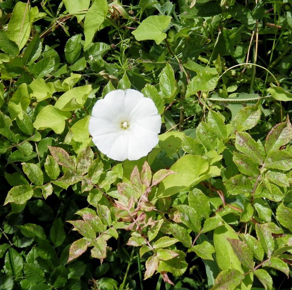  KK 6929