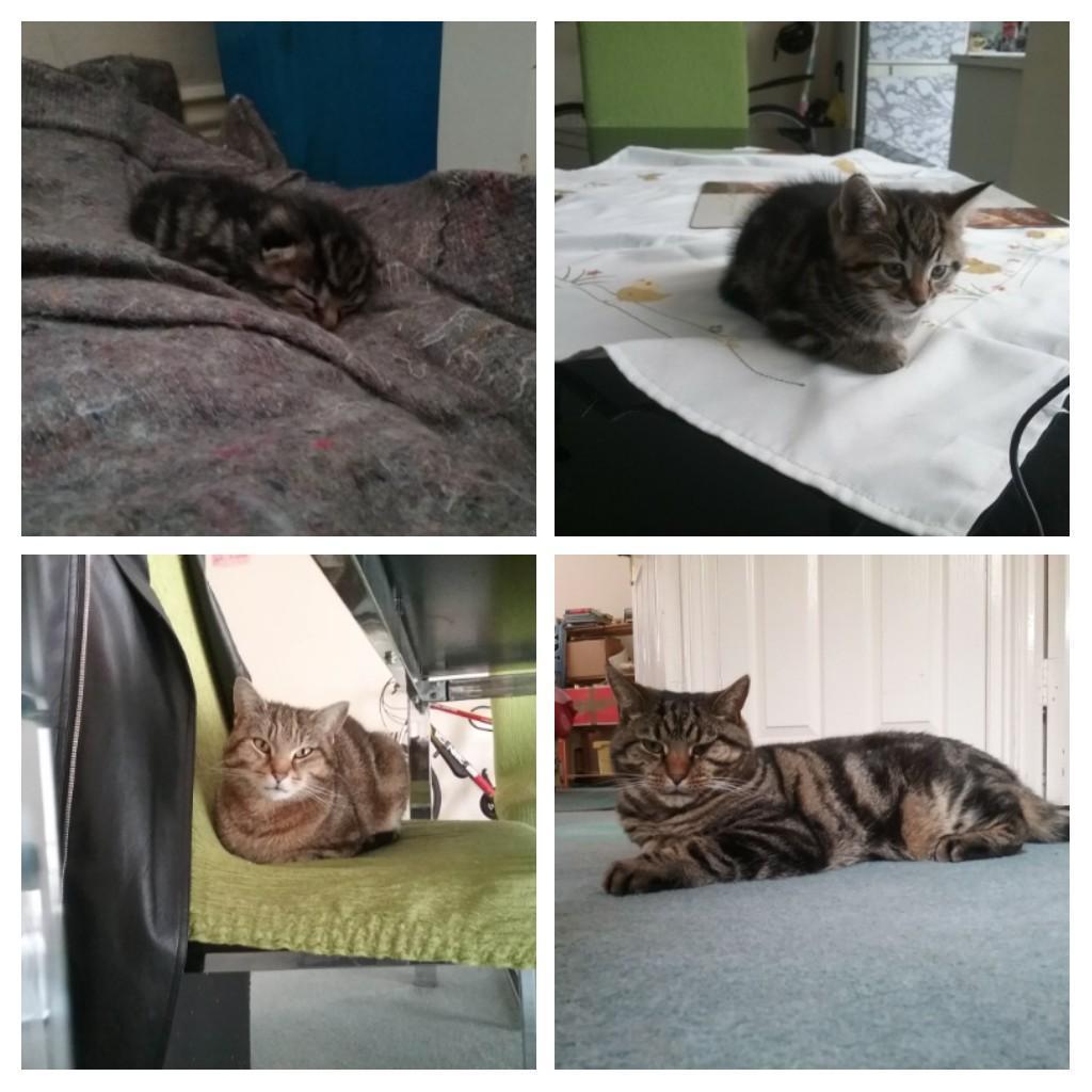 20220530 122710-COLLAGE