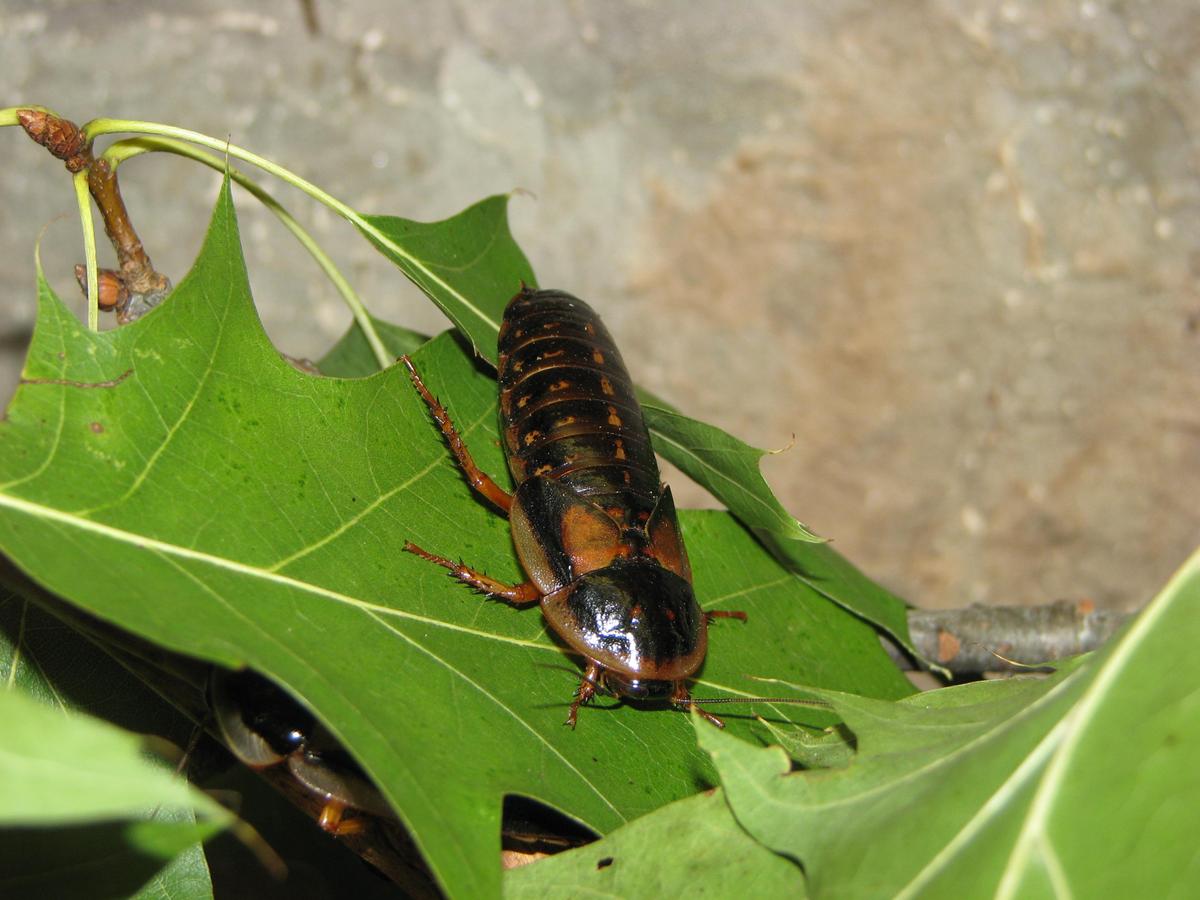 Blaptica dubia - female