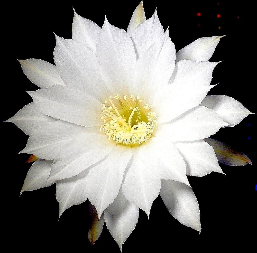 echinopsis KK 0243