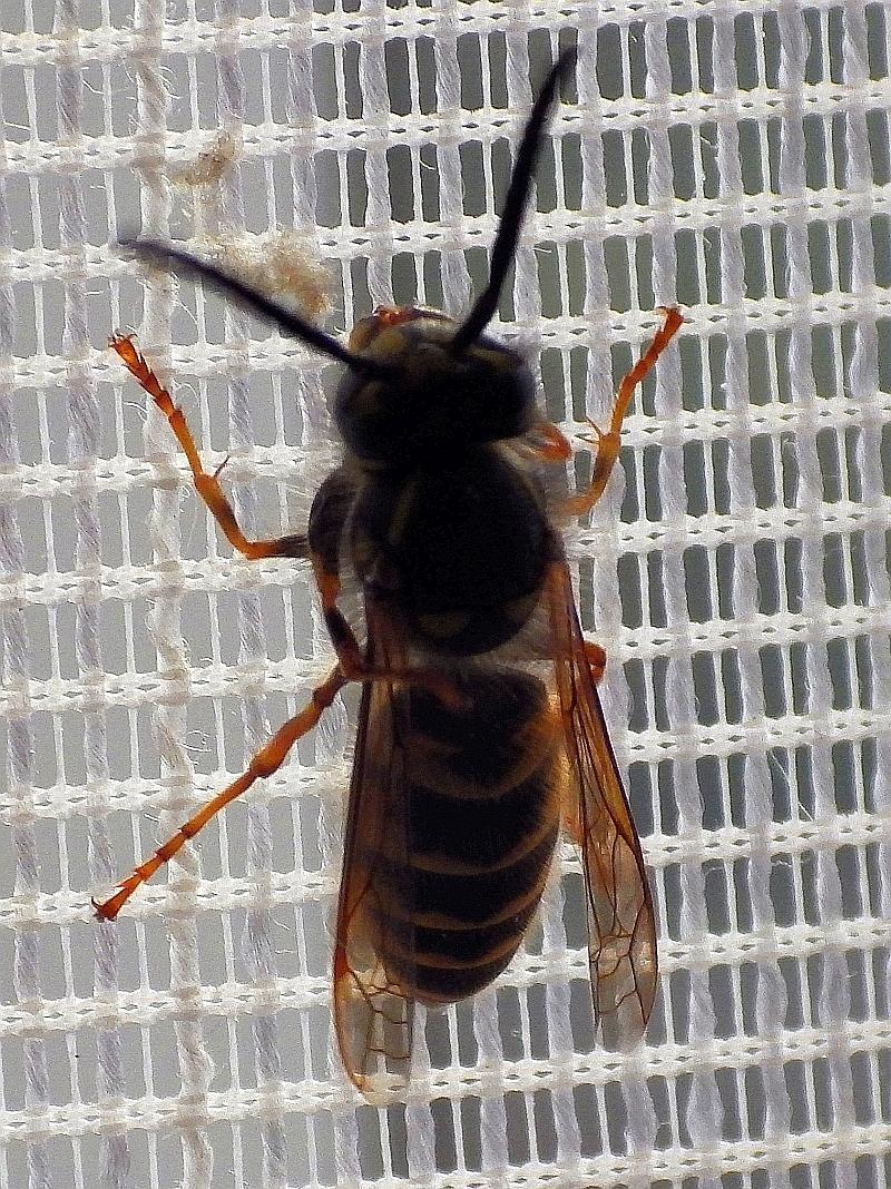  KK 1277