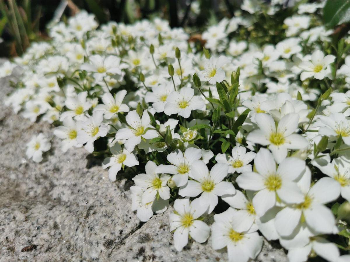 weisses-immergruen-alba-vinca-alba-m0049