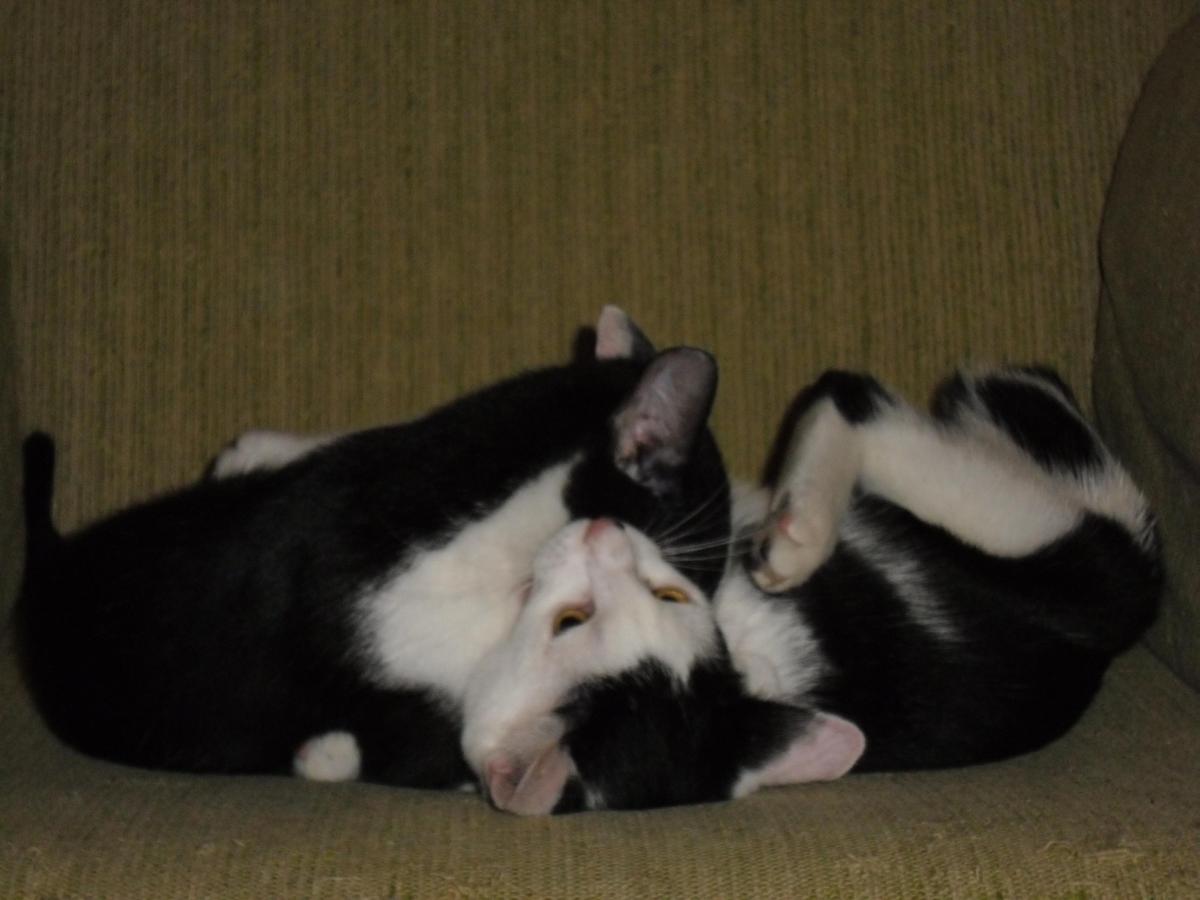 Vincent und Kitty 261
