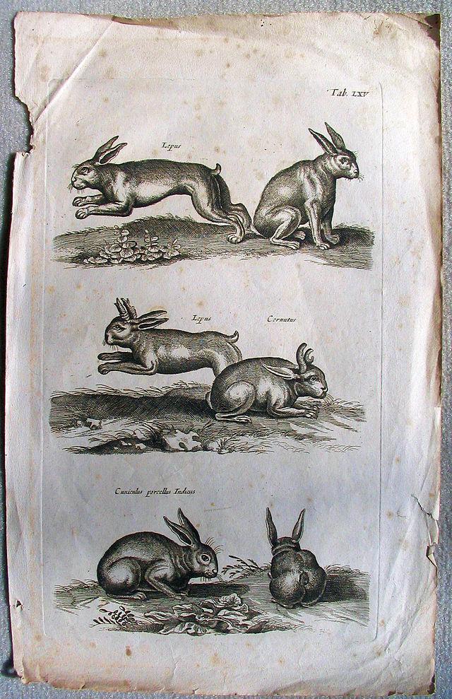 640px-John Jonston2C Lepus Cornutus2C 16