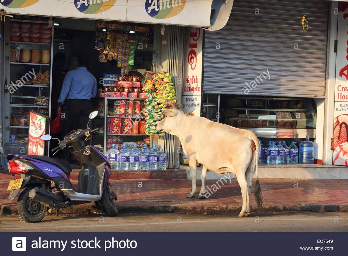 kuh-wartet-draussen-laden-in-jaffna-sri-