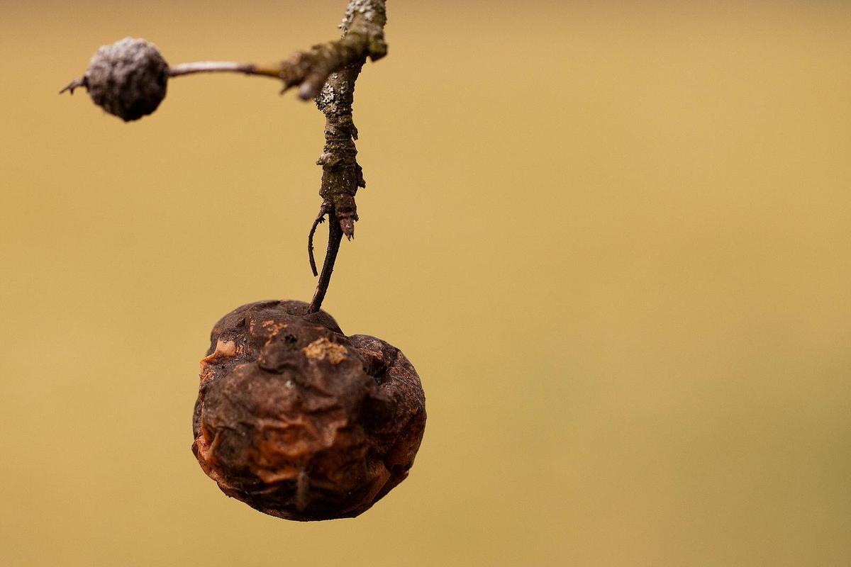so-ein-alter-schrumpeliger-apfel-48a7bca