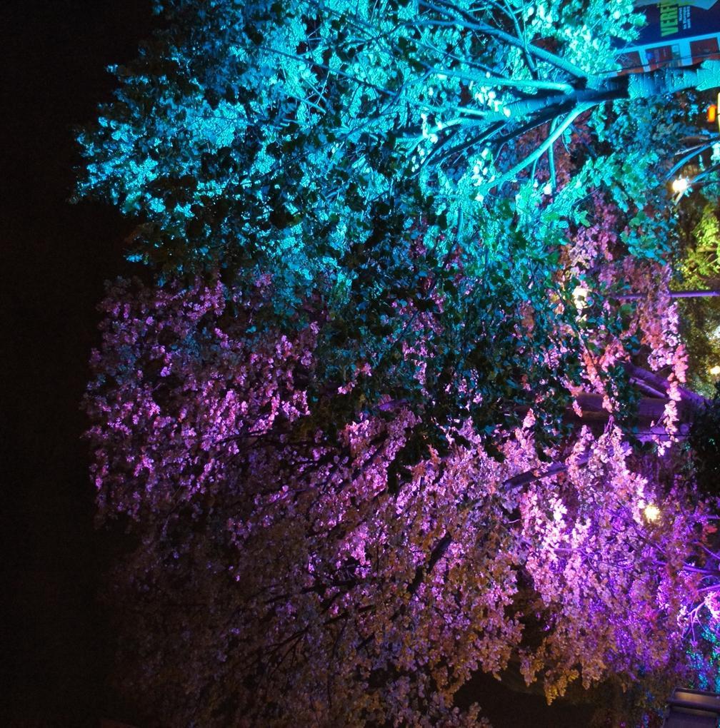 804dc5 lichtfestival152