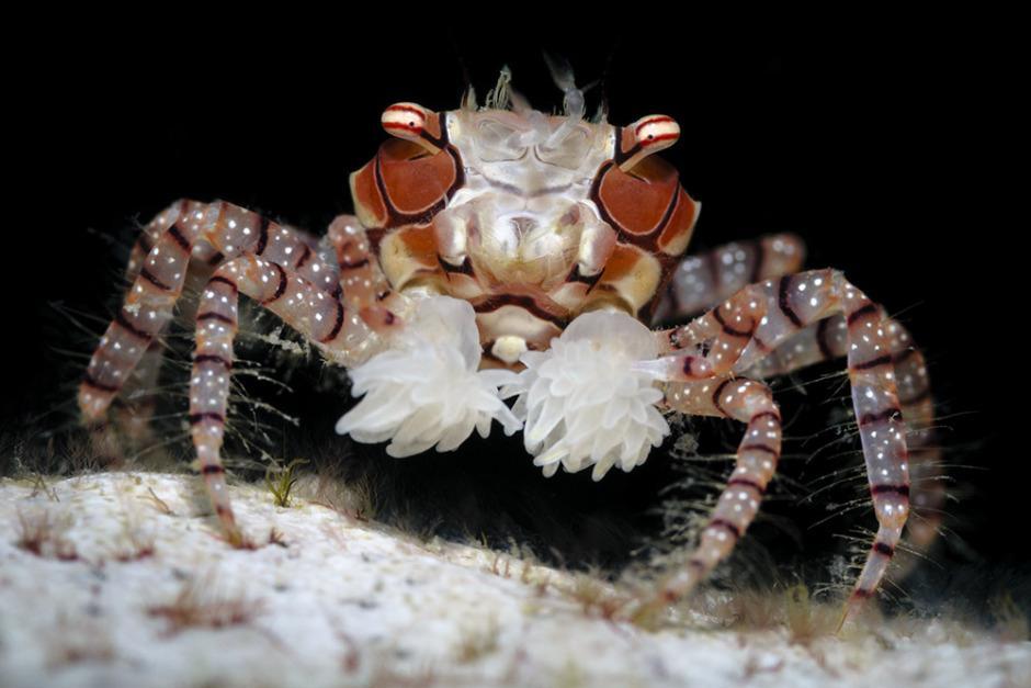 tauchen-indonesien-sulawesi-lembeh-unter