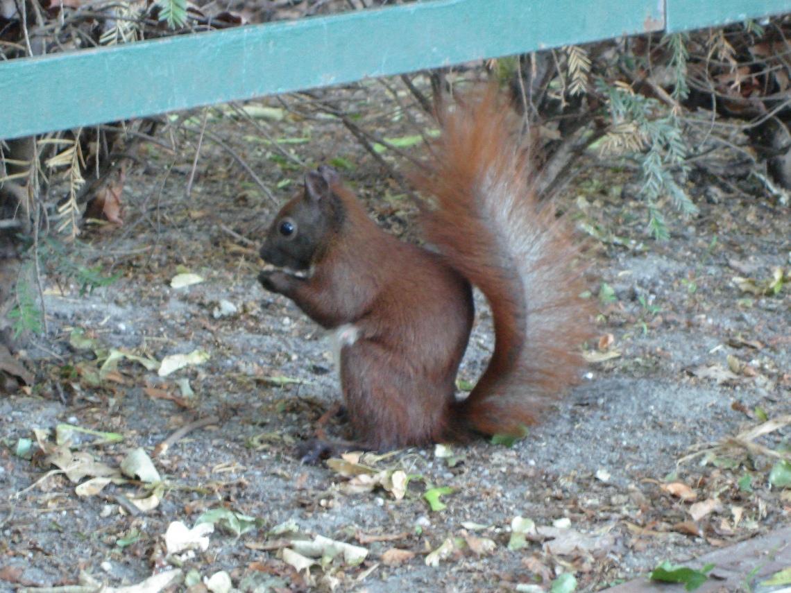 dsc00017