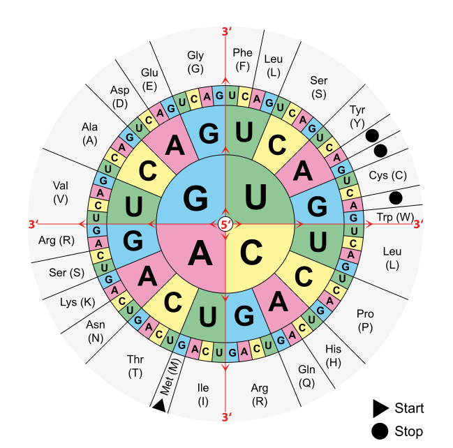Aminoacids table