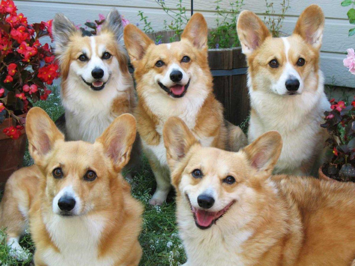 corgi-family-portrait-best-1