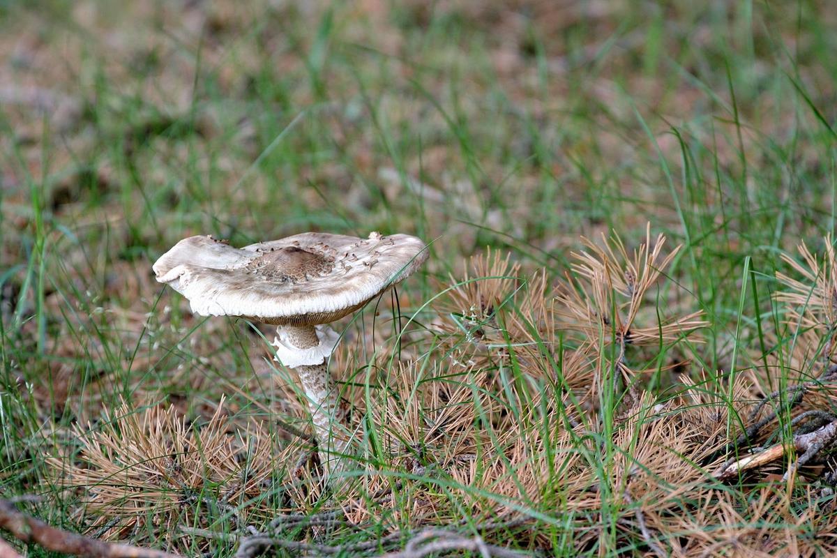 1d0e43 Parasol 2