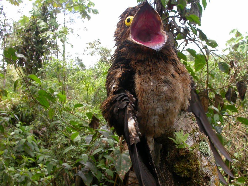 Potoo-3-15