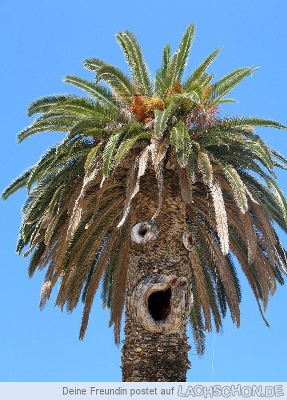 95924 palme is shocked