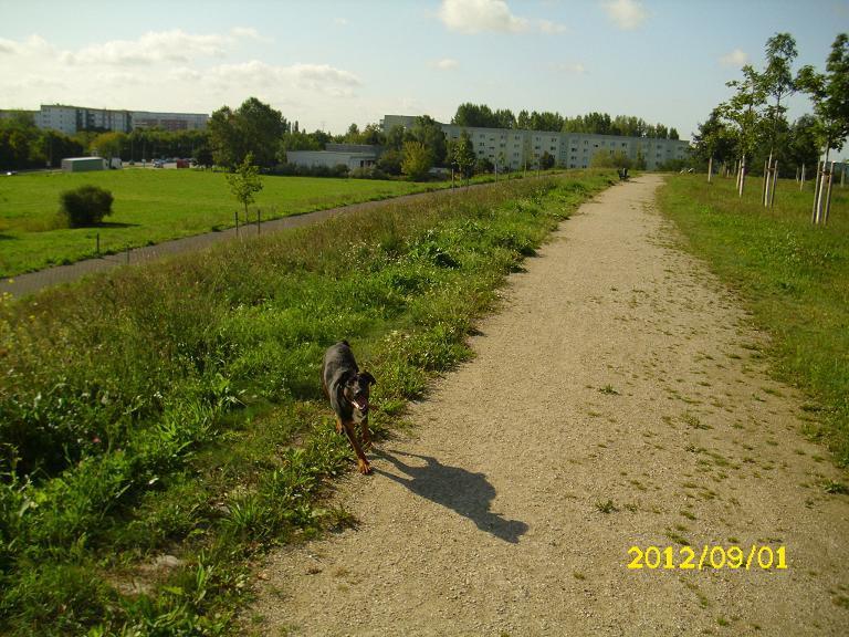 270274 Kira auf der Wiese 010 - Kopie