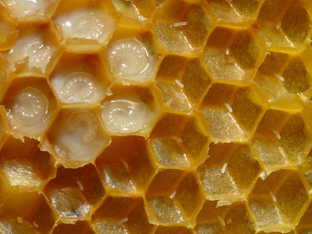 80ffa6 Bienenwabe mit Eiern und Brut 5