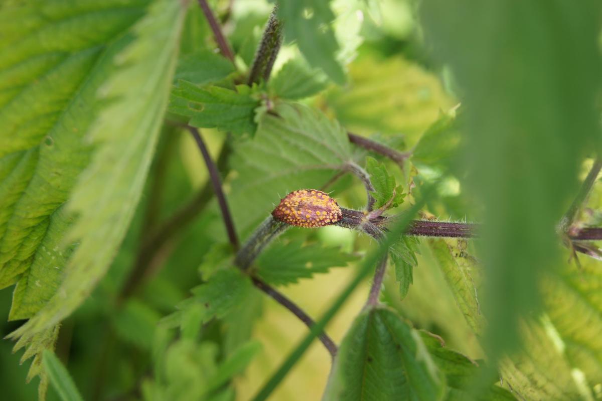 5c3835 DSC05809