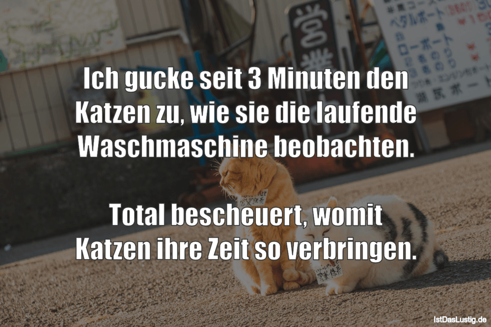 katzen