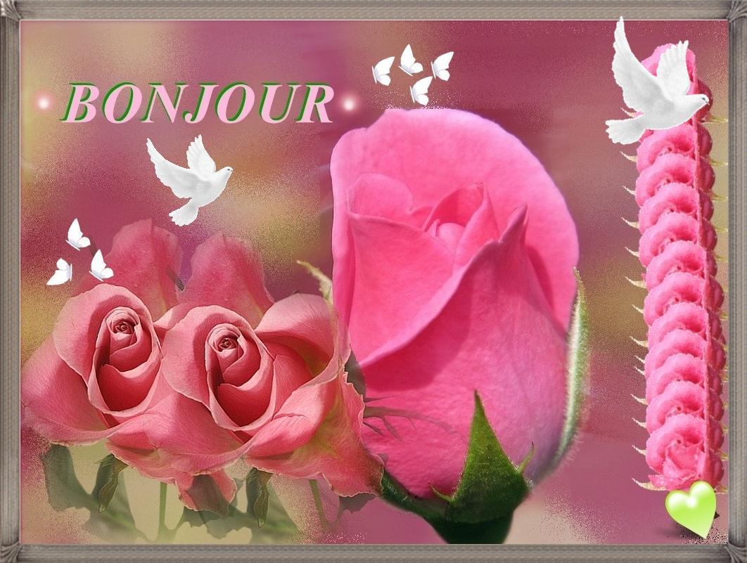 bonjour-bonjour-roses-colombes-big
