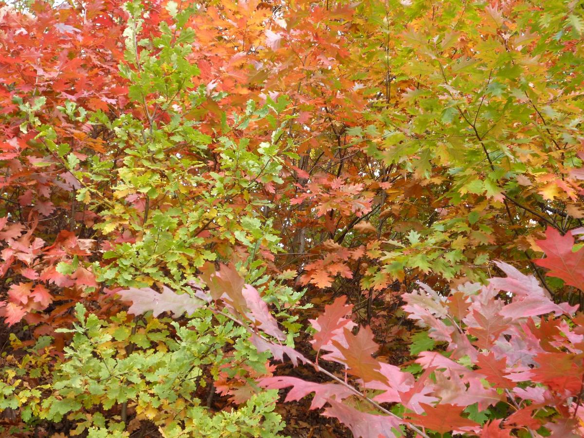 8a49a6 Herbst 2012
