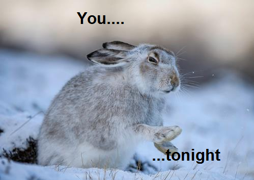 Raperabbit 430384 4534438