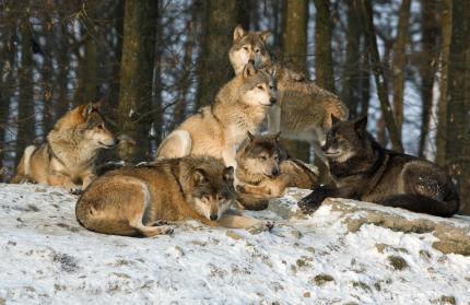 Wolfsrudel 001