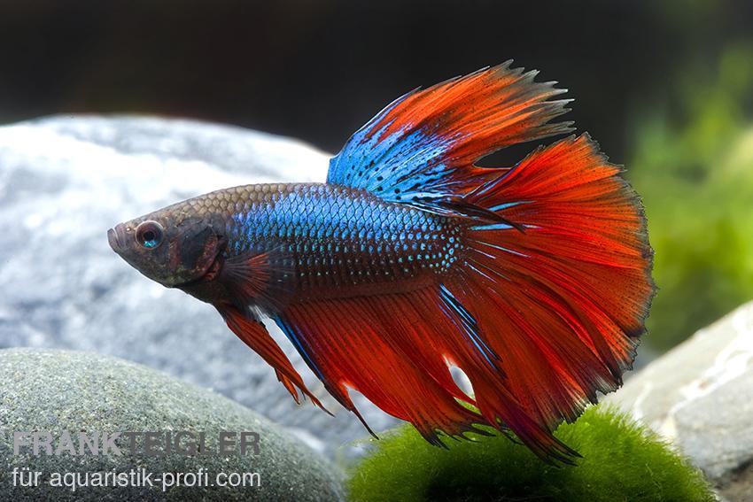 Betta-splendens-Halfmoon-Blau-Rot-SWFT23